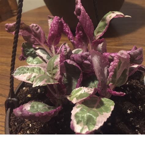 Join this channel to get access to perks Hemigraphis alternata 'Snow White', Snow White Waffle ...