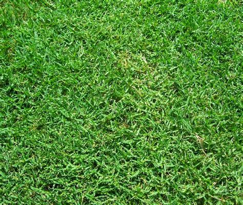 Bermudagrass Hulled Coated 50 Pounds East Texas Seed Company