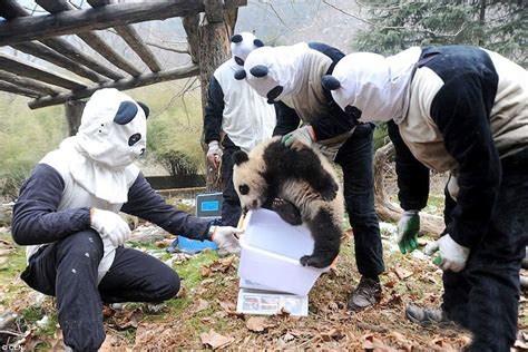 Panda Caretakers Wear Costume To Trick Cub During Back To Nature