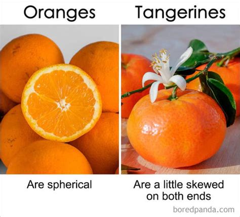 Difference Between Tangerine And Mandarin Hiatila