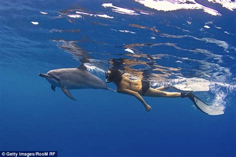 Federal Regulators Want To Ban Swimming With Hawaiis Wild Dolphin