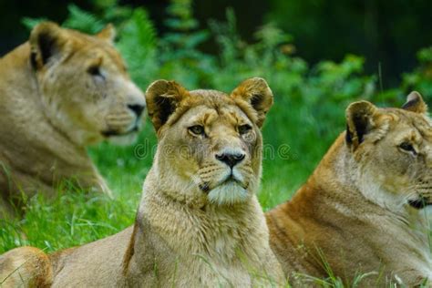 African Lion In The Sun Stock Photo Image Of Mammal 250335566