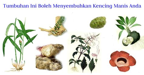 Makanan manis memang sulit ditolak, ya. PENAWAR KENCING MANIS 2018 | RAWATAN KENCING MANIS ...