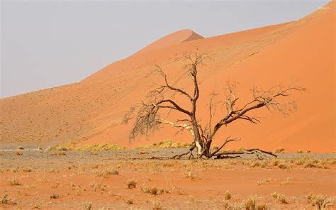 Namib Desert 6 Wallpaper Nature Wallpapers 42581
