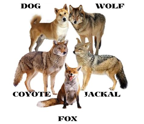 Comparing Canids Dogs Wolves Jackals Coyotes And Foxes Wild Dogs