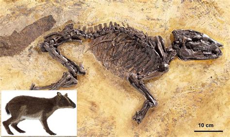 Tiny 48 Million Year Old Primitive Horse Looked Like A Badger Geology In