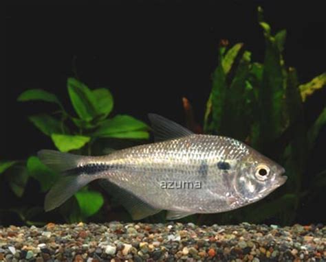 Cyprinidae: Arnoldichthys Spilopterus Astyanax