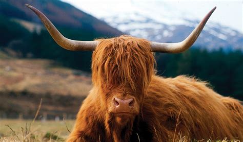 Mooo Fun Facts About Irish And Scottish Cows Cie Tours