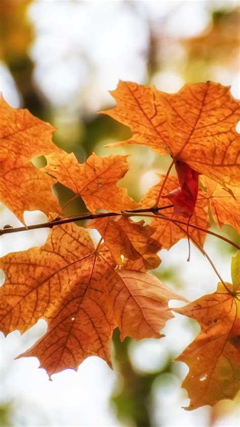 Fondos De Pantalla Algunas Hojas De Arce Rojas Ramitas Otoño