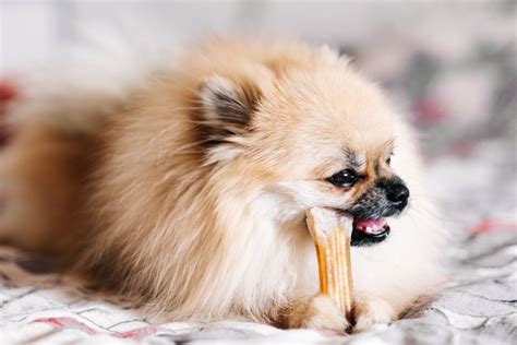 When Do Pomeranians Stop Teething Quick Facts All About Poms