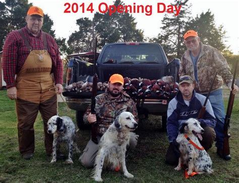 Mountain View Llewellin Setter Kennel Llc Hunting Dog