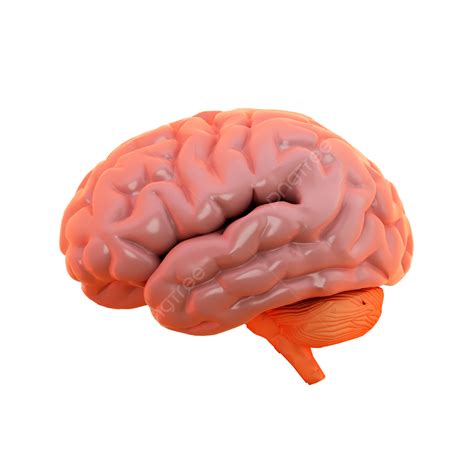 3d Render Of Brain View From Side 3d Brain View From Side Png