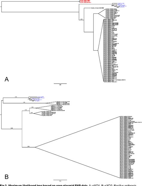 Figure 3 From Bacillus Cereus Biovar Anthracis Causing Anthrax In Sub