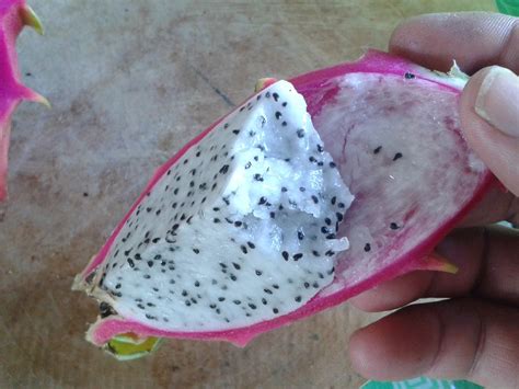 We often skip this fruit in stores, because many people don't know how or what to eat it with. Show, How to eat Dragon Fruit Raw Without Spoon - Aerk Dragon Fruit