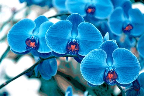 4k Orchid Wallpapers High Quality Download Free