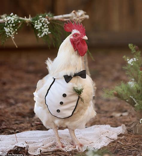 Brilliant Photographs Show Two Chickens Getting Married Daily Mail Online