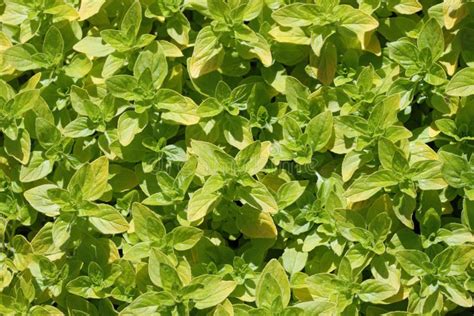 Herb Oregano Plant Leaves Only Stock Image Image Of Oregano Culinary