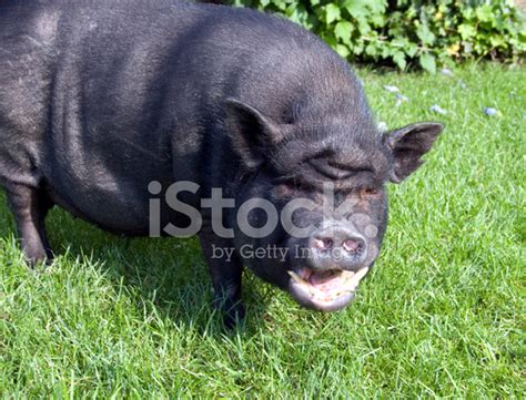 Laughing Pig Stock Photo Royalty Free Freeimages