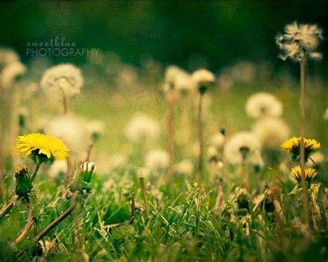 Flower Photo Dandelions Green Yellow A Bed Of Dandelions Fine Art