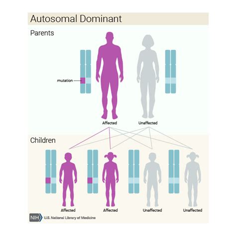 Adcy5 Related Dyskinesia And Mutations In The Adcy5 Gene Symptoms