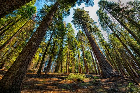 Fonds Decran Usa Parc Sequoia And Kings National Park Arbres Le Tronc