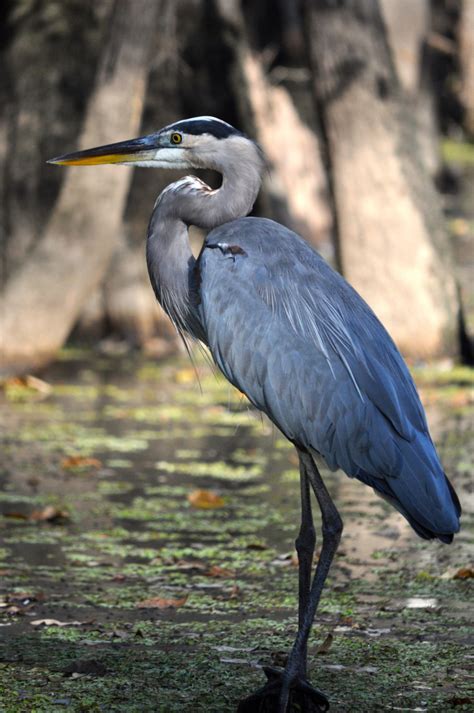 12 Amazing Wildlife Species That Call Louisiana Home