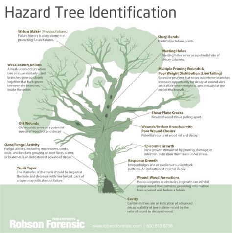 Tree Care Expert Diagram On Hazard Tree Identification Robson