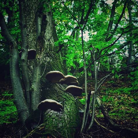 Mushroom Tree 🌳 Green Forest Vegetation Nature Tree Old