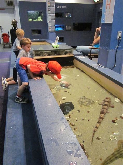 Atlantic City Aquarium To Return To Its Glory Days