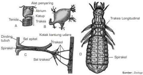 Alat Pernapasan Hewan Vertebrata Dan Invertebrata