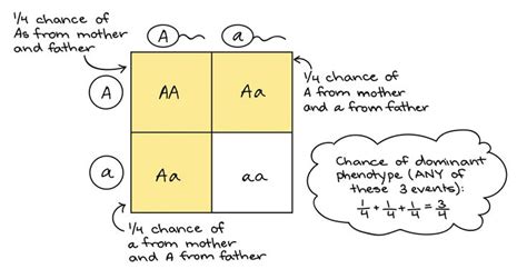 Punnett Square Learn Biology Punnett Squares Genetics Activities