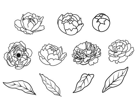 Outline Peony Flowers Vector Collection 2172714 Vector Art At Vecteezy