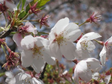 There will be 5k and 10.2k courses. Seattle Japanese Garden Community Blog: Other Gardens: UW ...