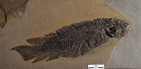Devonian Fish Scottish Geology Trust