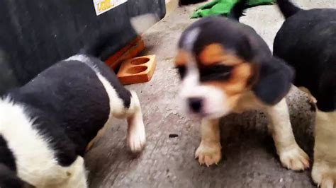 He may have an increase in energy and willfulness. Beagle puppies 6 weeks old - YouTube