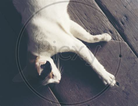 Image Of White Cat Lying On Wooden Background With Vintage Filter Image