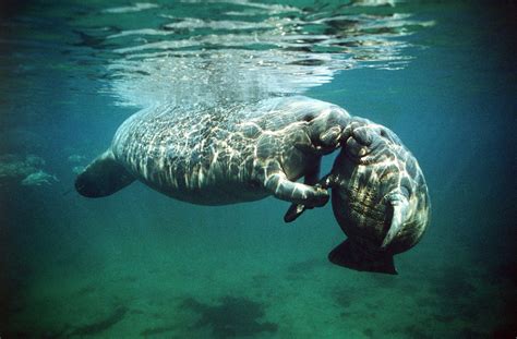 Manatee Wallpapers High Quality Download Free