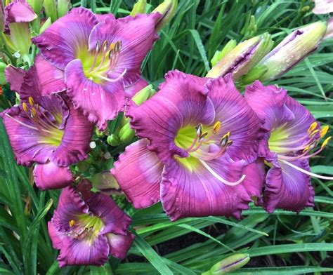 Photo Of The Bloom Of Daylily Hemerocallis Lavender Blue Baby