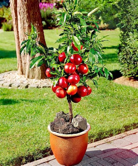 How To Choose The Right Fruit Tree From Your Local Nursery Container