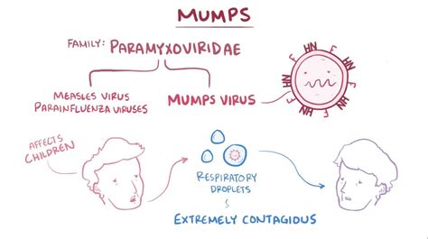 Mumps Virus Video Anatomy Definition And Function Osmosis