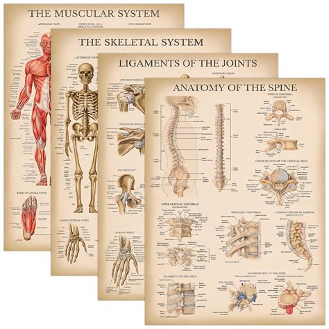 Buy Palace Learning 4 Pack Vintage Anatomy Set Laminated Muscular