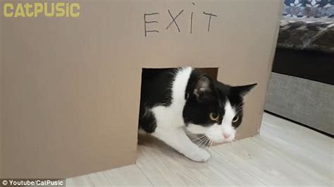 Catpusic Spends 12 Days Building His Cat A Cardboard Maze