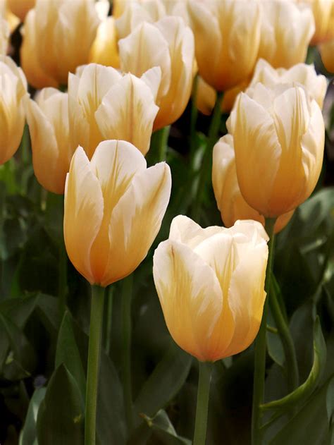 Tulip Sweetheart Buy Tulip Bulbs Online At Dutchgrown