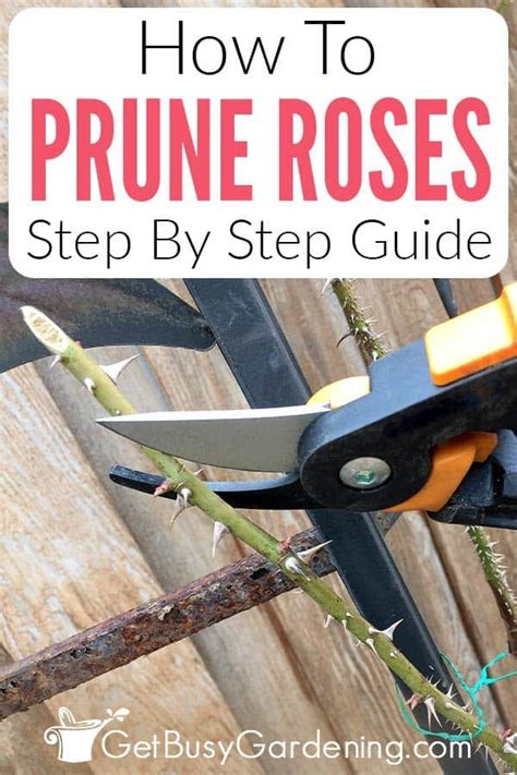 How To Prune Roses 4 Simple Steps To Trim Like A Pro Pruning Roses When To Prune Roses How