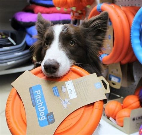 15 Things Only Border Collie Owners Will Understand Page 2 Of 5