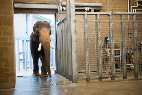Elephant Habitat Doubling In 2017 The Houston Zoo