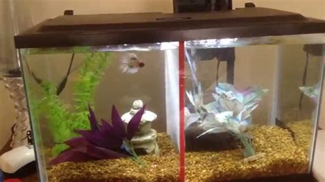 10 Gallon Betta Fish Tank Youtube