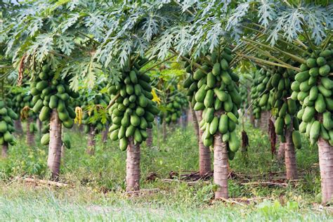 Whats The Health Benefit Of Including Papayas In Our Diet