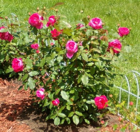 Like all english varieties, rose benjamin britten reviews, which. 'Benjamin Britten' Rose Photo