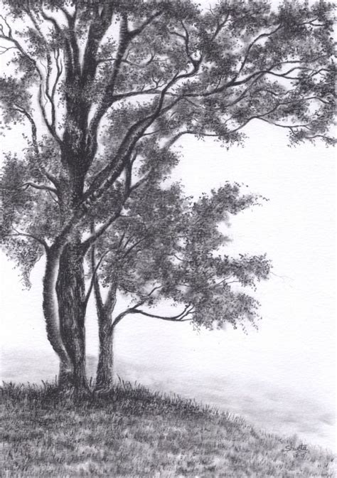 Gambel Oak Tree Pencil Drawing 2015 Pencil Drawing By Shweta Mahajan